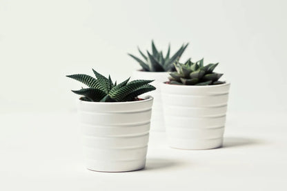set of 3 succulents Eclectic Trio