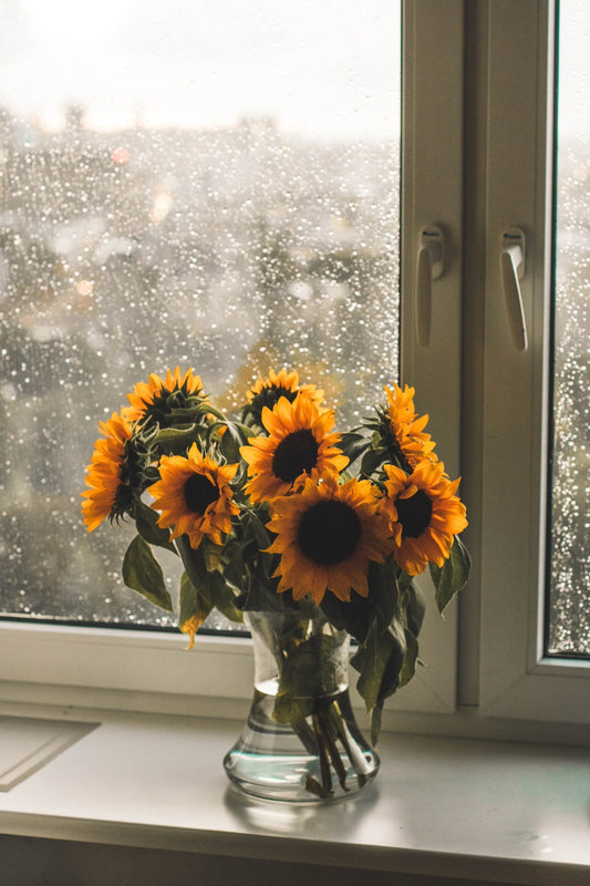 RADIANT SUNFLOWERS