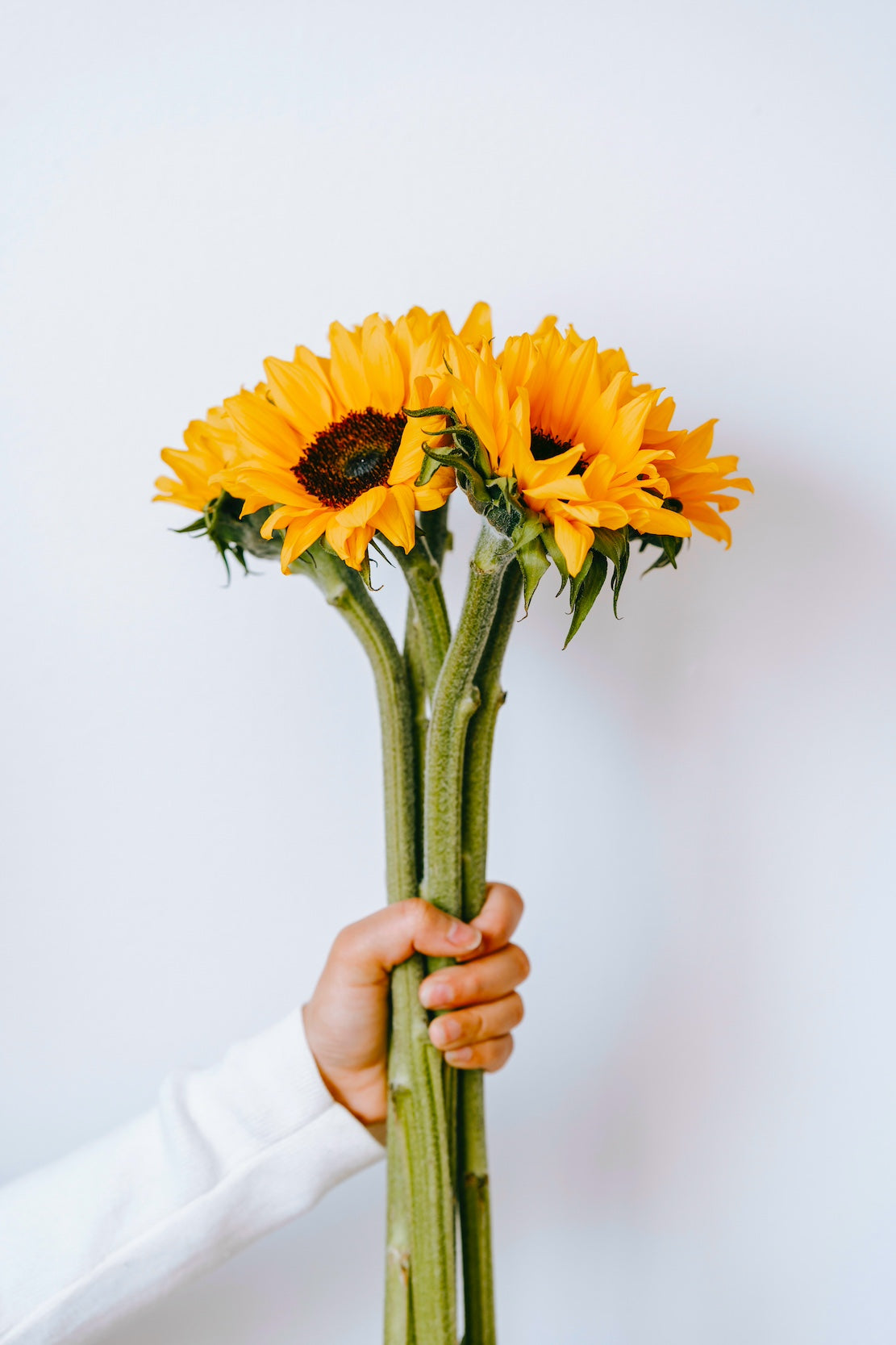 SUNSHINE BLOOMS SUNFLOWER