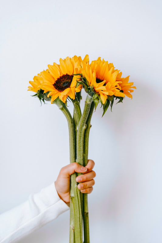 SUNSHINE BLOOMS SUNFLOWER