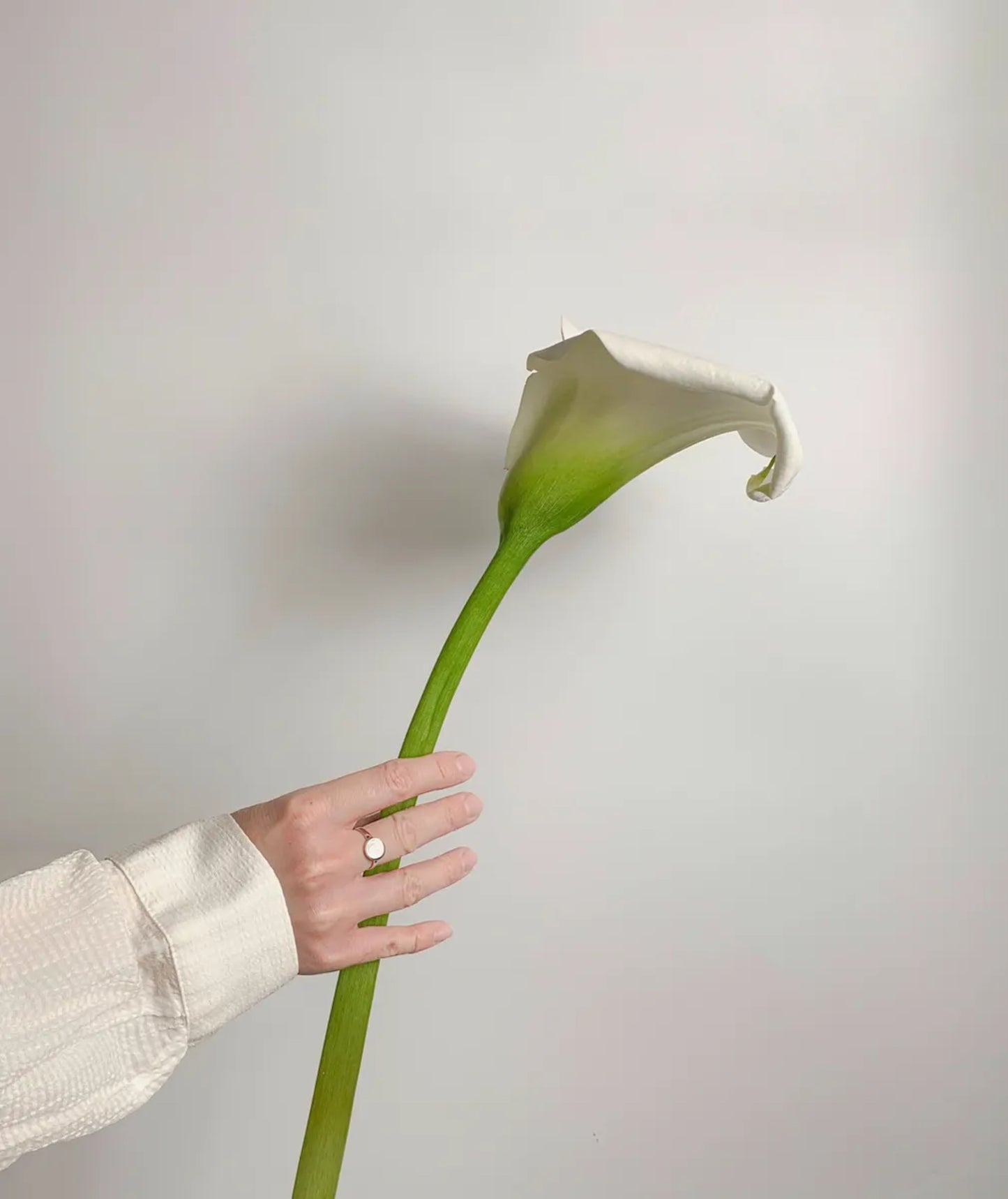 RADIANT CALLA LILY