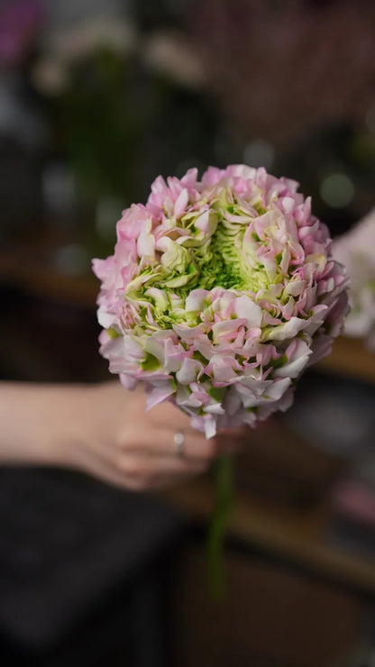 HEAVENLY HYDRANGEA HARMONY