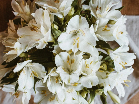 ALSTROEMERIA