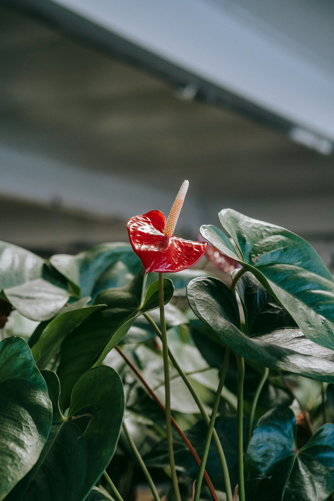 TROPICAL RADIANCE - ANTHURIUM