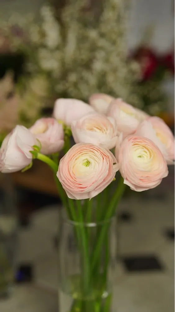 RADIANT RANUNCULUS